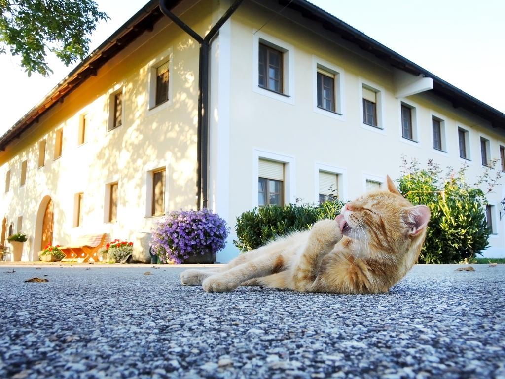 Bauernhofpension Herzog Zu Laah Hotel Линц Екстериор снимка